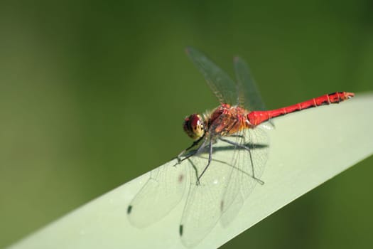 Red dragonfly