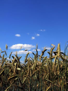 Grain field
