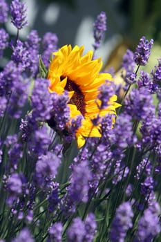 Sunflower