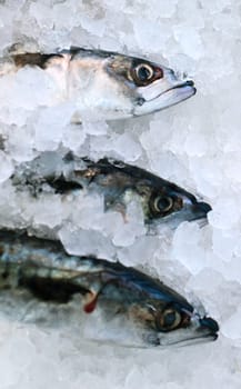 Market fish