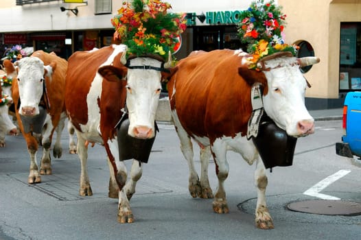 Cattle drive