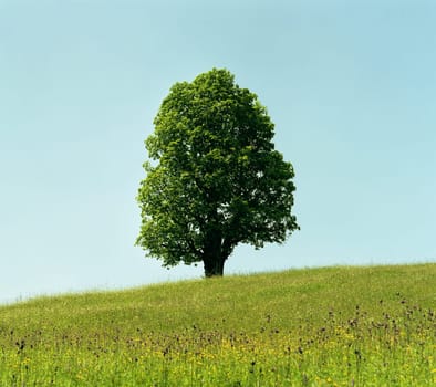 Sycamore maple at about 1200m above sea level in the Bavarian Alps - 6x7