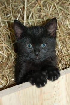young cat in the hay