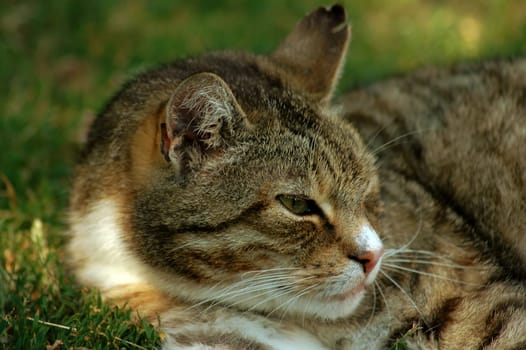 This is our family cat - better that of my mother-in-law - who is actually quite aggressive when we visit. However,it was too warm for him today and he seemed quite bored at 35 degrees....:-)