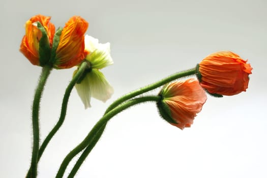 Irish poppy