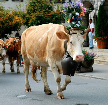 Almabtrieb Bernese Oberland Switzerland