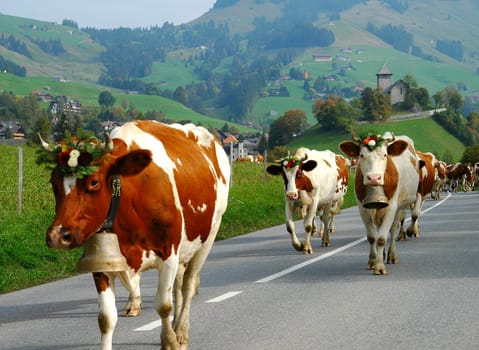 Return from the Alm,Bernese Oberland,Switzerland