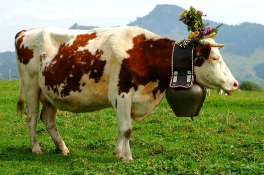 Almabtrieb Bernese Oberland Switzerland