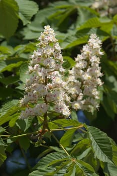 Chestnut blossoms