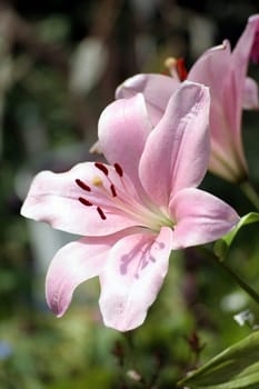 Lily
