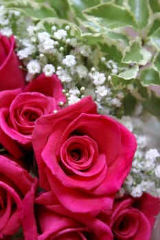 Pink Roses
