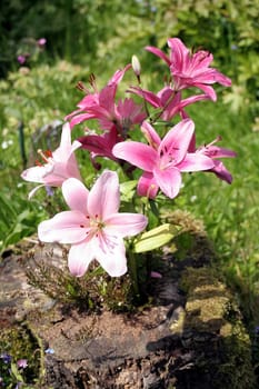 Bouquet of lilies