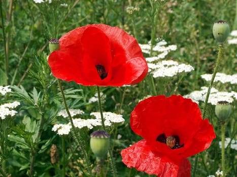 Poppy