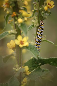 Because the mullein is the favorite food of its caterpillar,the moth that hatches later is called "mullein monk"""