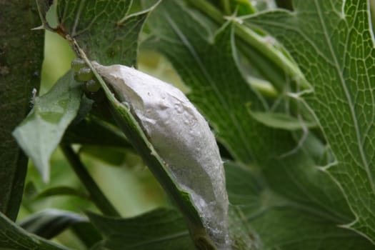 Cocoon