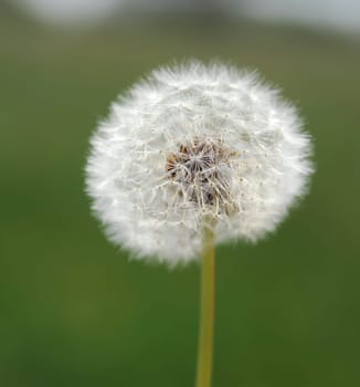 Dandelion