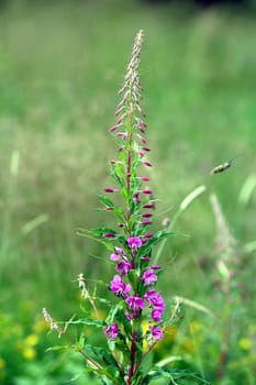 During the Second World War,the fireweed was one of the first plants to gain a foothold on the rubble of the shattered cities. It grows mostly on clearcuts and forest clearings,but is also found on burnt areas,which is why it is also called fireweed