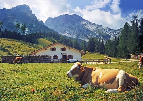 Happy cows