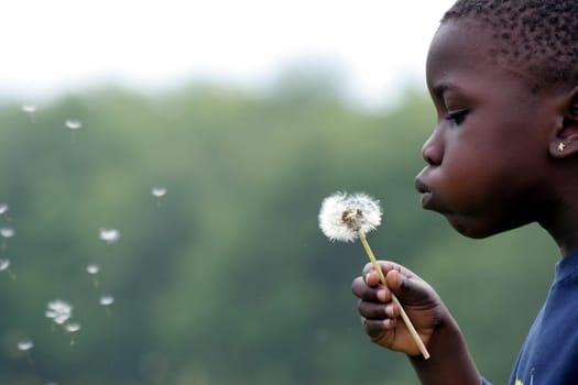 Dandelion