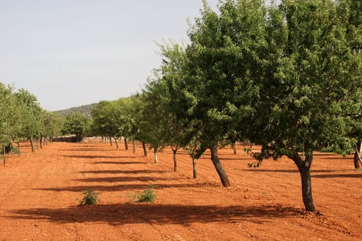 Row of trees