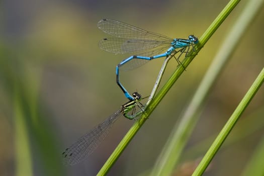 Horseshoe azure maiden