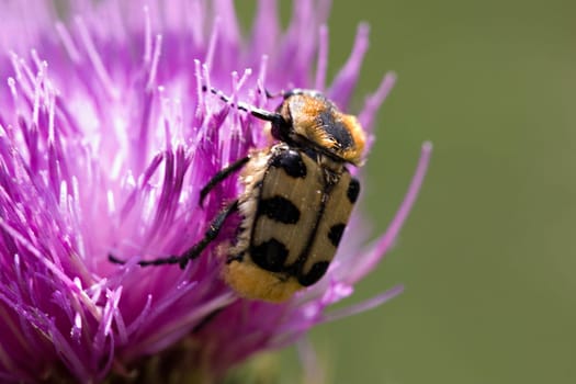 Actually,the brush beetle should not exist in our lowlands and besides,it actually prefers umbellate flowers. So this one must have both a defective compass and an aberration of taste :-)