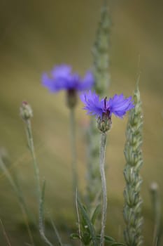 Centaurea cyanus in a wheat field