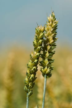 Rye
