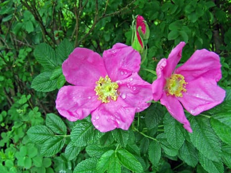 Mountain Rose