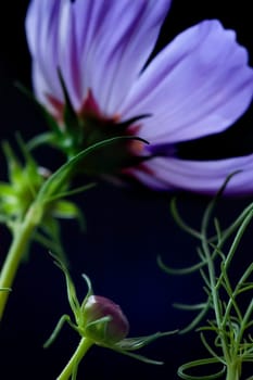 Violet Blossom 03