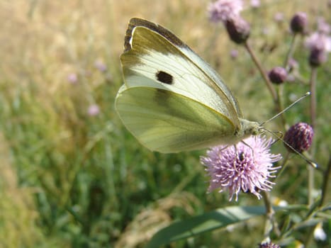 Large white
