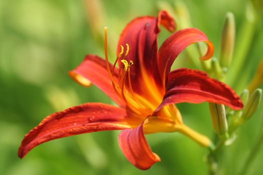 Lily...