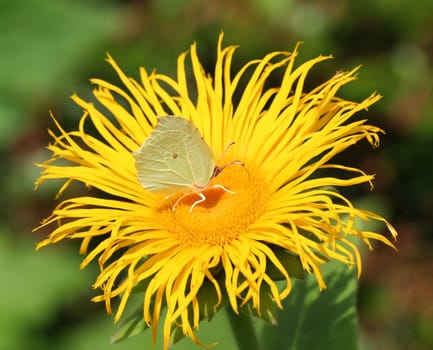 Thanks to HelmaSpona!!! For the correct designation of the moth!!!