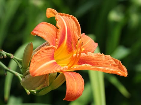 The color orange...