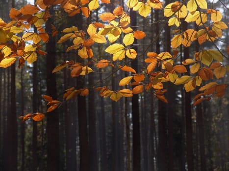 Autumn forest