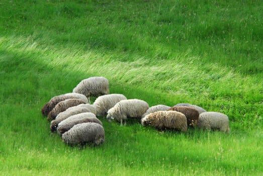 Graze