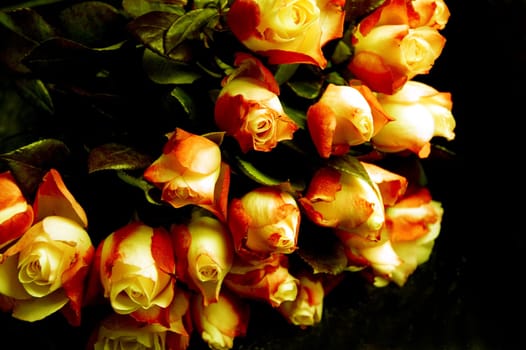 Bouquet of roses
