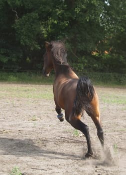 leap joy