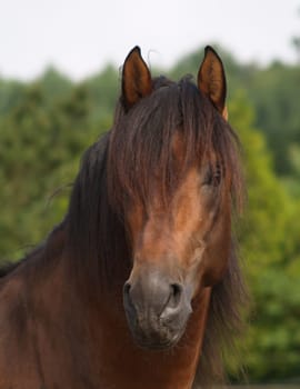 Portrait