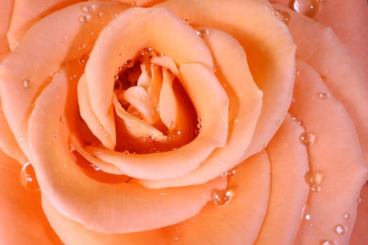 My first rose I photographed. With or without water tropics,they are among the most beautiful flowers.