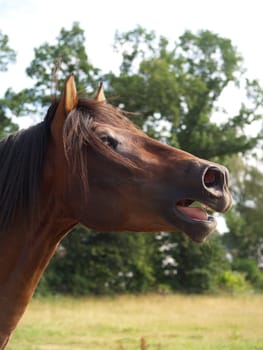 Neigh