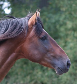 in profile