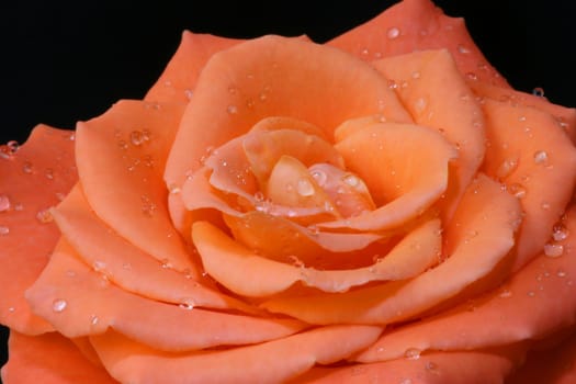 First Rose 2