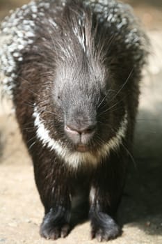 Common porcupine (Hystrix cristata)