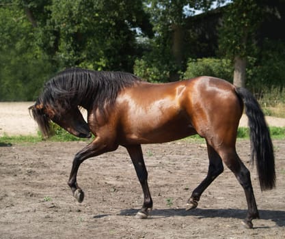 Trot