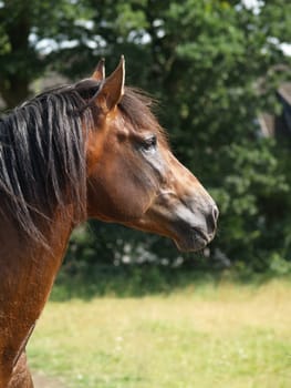 PRE-Stallion