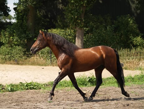 Trot