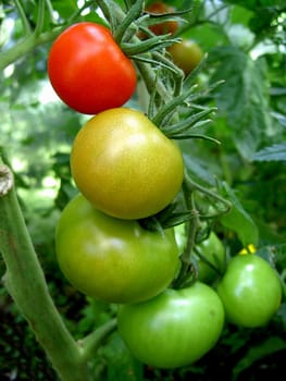 Tomatoes