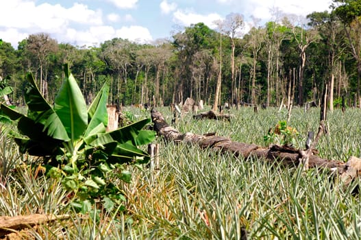 Pineapple plantations on cleared forest areas in the Amazon rainforest Brazil