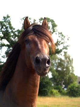 Stallion portrait